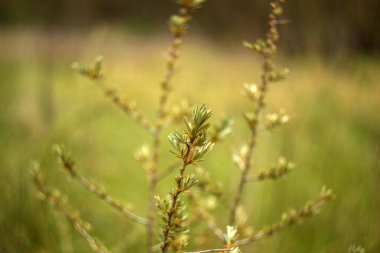 Güzel botanik fotoğrafı, doğal duvar kağıdı.