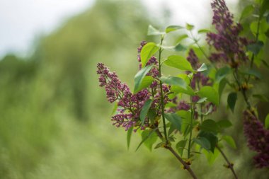 Baharda yeşil arka planda güzel mor çiçekler.