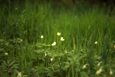 Çayırdaki beyaz yabani çiçekler