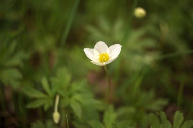 Yaklaş - beyaz bir şakayık çiçeğine