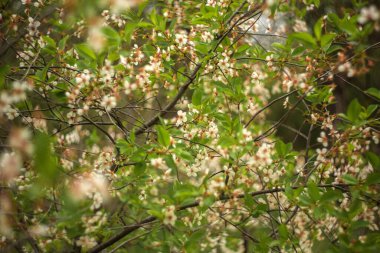 Bahçedeki güzel çiçekler