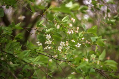 Bahçede çiçek açan güzel çiçekler