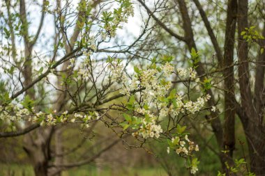 İlkbaharda açan ağaç