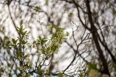 Çiçekli güzel bahar arkaplanı