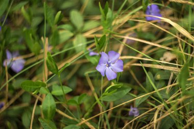 Mavi çan çiçeği çimlere yakın.