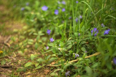 Bahçedeki mavi çiçekler, yakın plan, seçici odak