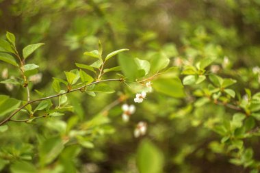 Yeşil yaprakların arkasında güzel bahar çiçekleri.