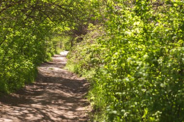 Ormanda yeşil ağaçlar. bahar