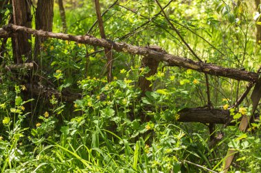Ormandaki ağaç dalları.
