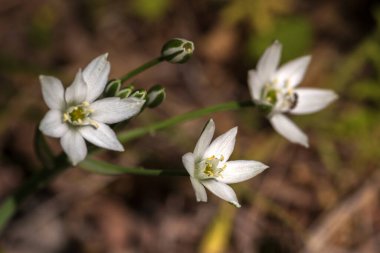 Bahçede beyaz çiçekler