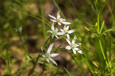 yeşil bir arka plan üzerinde beyaz orkide çiçek
