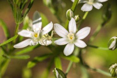 Yeşil çimlerin üzerinde beyaz çiçekler