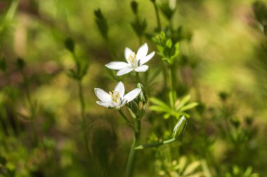 Bahçede beyaz çiçekler