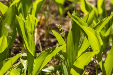 İlkbaharda yeşil bir fabrikanın yakınında.