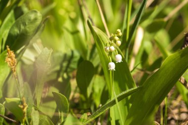 Baharda zambakların beyaz çiçekleri
