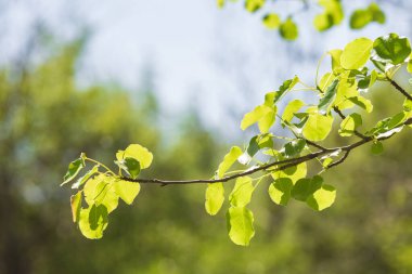 mavi gökyüzü arka planında yeşil yapraklar