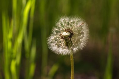 Karahindiba çiçeği yakın görünüm, doğal arkaplan
