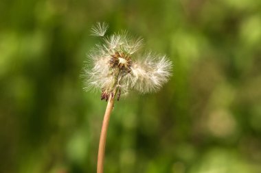 Çimenlerdeki bir karahindibanın yanına.