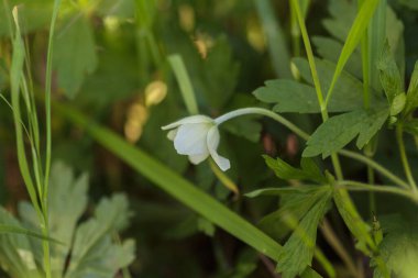 Ormanda beyaz çiçek