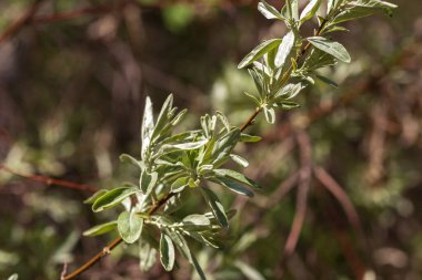 Bahçede yeşil yapraklar