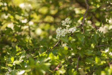 Bahçedeki güzel çiçekler