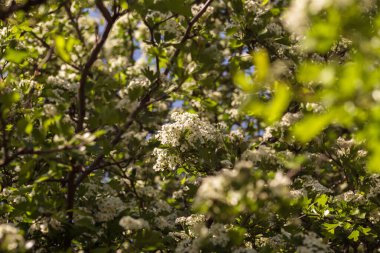Bahar aylarında kiraz ağaçları çiçek açan