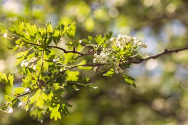 Yeşil arka planda güzel beyaz kiraz çiçekleri