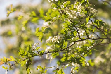 Bahçede bahar çiçekleri