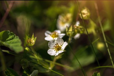 Gün batımında bahçede güzel beyaz çiçeklere yakın.