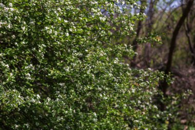 Ormandaki ağaçtaki beyaz çiçekler