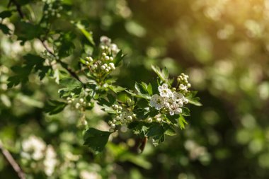Ağaçtaki güzel bahar çiçekleri