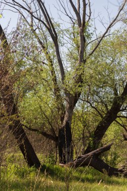 Ormandaki yeşil bir çayırda yaprakları olan ağaç dalları