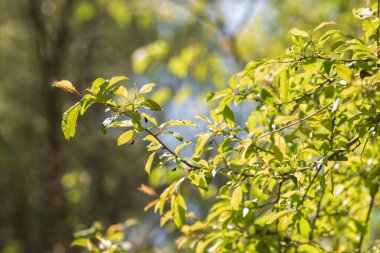 Bahar ağacı güneş ışığında yapraklar