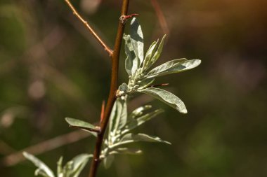Bahçedeki bitkinin dalı.