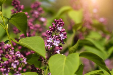 Baharın güneşli sabahında leylak çiçekleri.