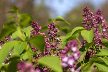 Çiçek açan leylak dalı