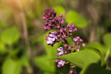 Bahçedeki güzel çiçekler