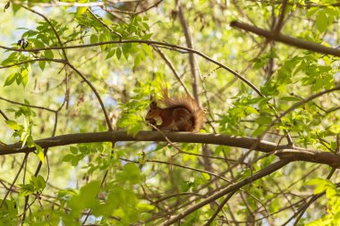 insecto come lagarto