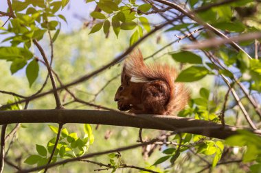 Parktaki kırmızı sincap.