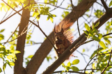 Ormandaki kırmızı sincap