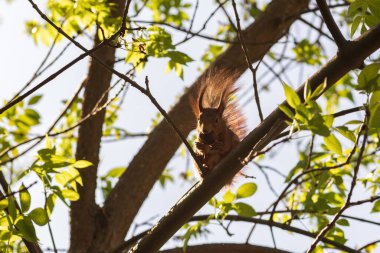 Kızıl sincap, sciurus vulgaris