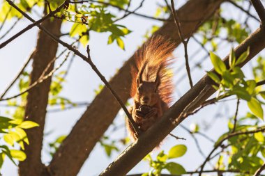 sincap ağaç dalında yemek yiyor.