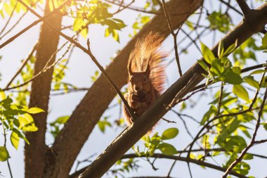Bir ağaç dalındaki kırmızı sincap, bir göçüktür, küçük bir sincap. Sincap göçmüş..