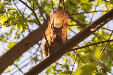 Ormandaki sincap, hayvan