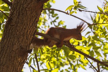 Ormanda bir kırmızı sincap. yüksek kaliteli fotoğraf