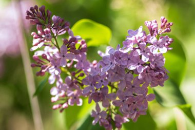 Bahçedeki güzel çiçekler