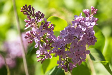 Bahçede çiçek açan leylak