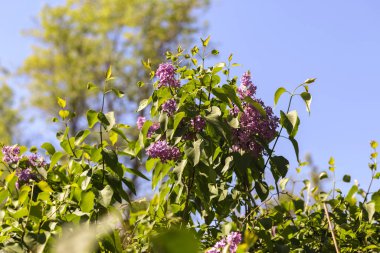 Bahçedeki güzel çiçekler