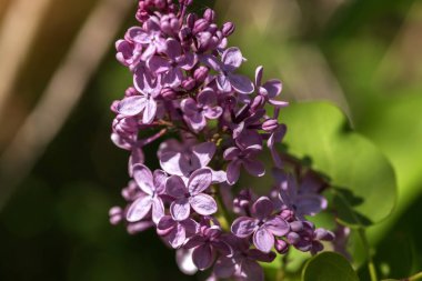 Bahçedeki leylak çiçekleri. bahar arkaplanı, seçici odak.