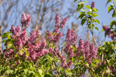 Bahar bahçesindeki leylak dalı, yakın plan..